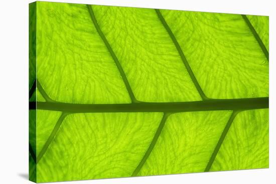 Leaf Texture III-Cora Niele-Stretched Canvas