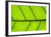 Leaf Texture III-Cora Niele-Framed Photographic Print