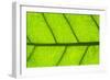 Leaf Texture III-Cora Niele-Framed Photographic Print
