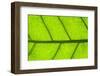 Leaf Texture III-Cora Niele-Framed Photographic Print