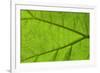 Leaf Texture IV-Cora Niele-Framed Photographic Print