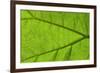 Leaf Texture IV-Cora Niele-Framed Photographic Print