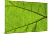 Leaf Texture IV-Cora Niele-Mounted Photographic Print