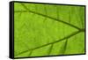 Leaf Texture IV-Cora Niele-Framed Stretched Canvas