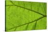 Leaf Texture IV-Cora Niele-Stretched Canvas