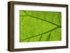 Leaf Texture IV-Cora Niele-Framed Photographic Print