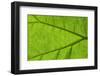 Leaf Texture IV-Cora Niele-Framed Photographic Print