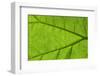 Leaf Texture IV-Cora Niele-Framed Photographic Print