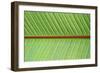 Leaf Texture V-Cora Niele-Framed Photographic Print