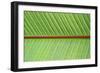 Leaf Texture V-Cora Niele-Framed Photographic Print