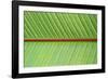 Leaf Texture V-Cora Niele-Framed Photographic Print