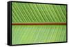 Leaf Texture V-Cora Niele-Framed Stretched Canvas