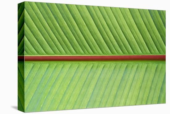 Leaf Texture V-Cora Niele-Stretched Canvas
