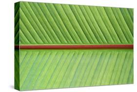 Leaf Texture V-Cora Niele-Stretched Canvas