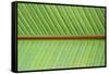 Leaf Texture V-Cora Niele-Framed Stretched Canvas