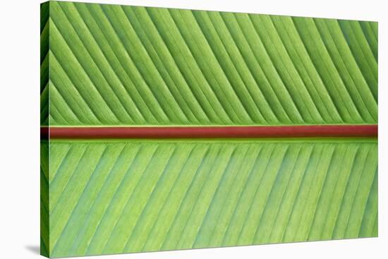 Leaf Texture V-Cora Niele-Stretched Canvas