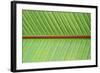 Leaf Texture V-Cora Niele-Framed Photographic Print