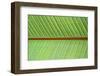 Leaf Texture V-Cora Niele-Framed Photographic Print