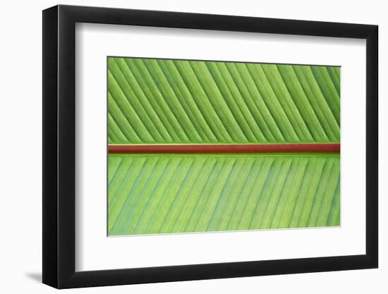 Leaf Texture V-Cora Niele-Framed Photographic Print