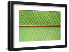 Leaf Texture V-Cora Niele-Framed Photographic Print