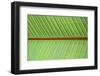 Leaf Texture V-Cora Niele-Framed Photographic Print