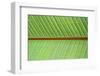 Leaf Texture V-Cora Niele-Framed Photographic Print