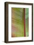 Leaf Texture VI-Cora Niele-Framed Photographic Print