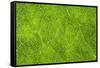 Leaf Texture VII-Cora Niele-Framed Stretched Canvas