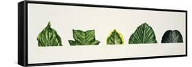 Leaf Tips Acuminate, Truncate, Sharp, Mucronate, Obtuse, Emarginate-null-Framed Stretched Canvas
