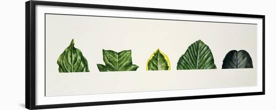 Leaf Tips Acuminate, Truncate, Sharp, Mucronate, Obtuse, Emarginate-null-Framed Premium Giclee Print