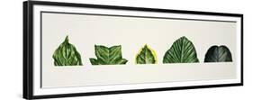 Leaf Tips Acuminate, Truncate, Sharp, Mucronate, Obtuse, Emarginate-null-Framed Premium Giclee Print