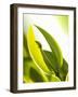 Leaf Tips of the Jojoba Plant-jovandenberg-Framed Photographic Print