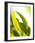 Leaf Tips of the Jojoba Plant-jovandenberg-Framed Photographic Print