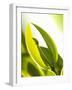 Leaf Tips of the Jojoba Plant-jovandenberg-Framed Photographic Print