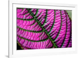 Leaf V-Peter Morneau-Framed Art Print