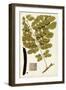 Leaf Varieties I-Vision Studio-Framed Art Print