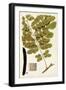Leaf Varieties I-Vision Studio-Framed Art Print