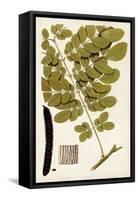 Leaf Varieties I-Vision Studio-Framed Stretched Canvas