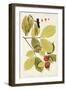 Leaf Varieties II-Vision Studio-Framed Art Print