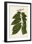 Leaf Varieties III-Vision Studio-Framed Art Print