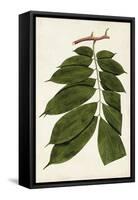 Leaf Varieties III-Vision Studio-Framed Stretched Canvas