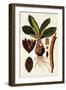 Leaf Varieties V-Vision Studio-Framed Art Print