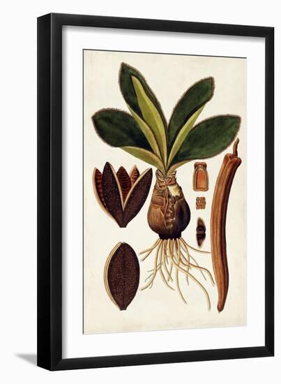 Leaf Varieties V-Vision Studio-Framed Art Print