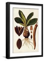 Leaf Varieties V-Vision Studio-Framed Art Print