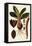 Leaf Varieties V-Vision Studio-Framed Stretched Canvas