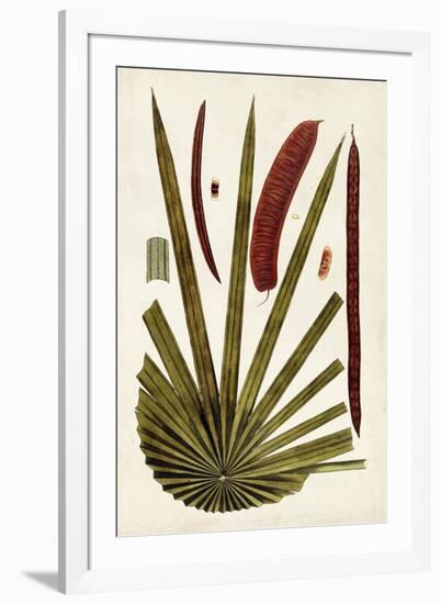 Leaf Varieties VI-Vision Studio-Framed Art Print