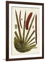 Leaf Varieties VI-Vision Studio-Framed Art Print