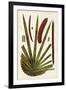 Leaf Varieties VI-Vision Studio-Framed Art Print