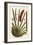 Leaf Varieties VI-Vision Studio-Framed Art Print