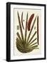 Leaf Varieties VI-Vision Studio-Framed Art Print